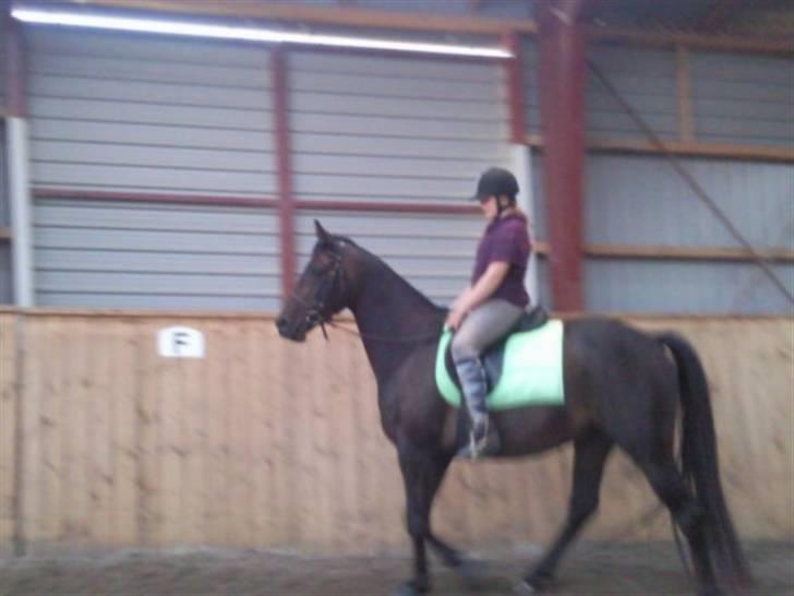 Dansk Varmblod kahlua ( R.I.P ) billede 13