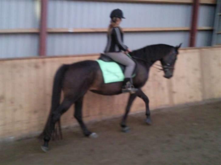 Dansk Varmblod kahlua ( R.I.P ) billede 14