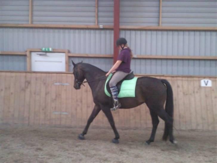 Dansk Varmblod kahlua ( R.I.P ) billede 15