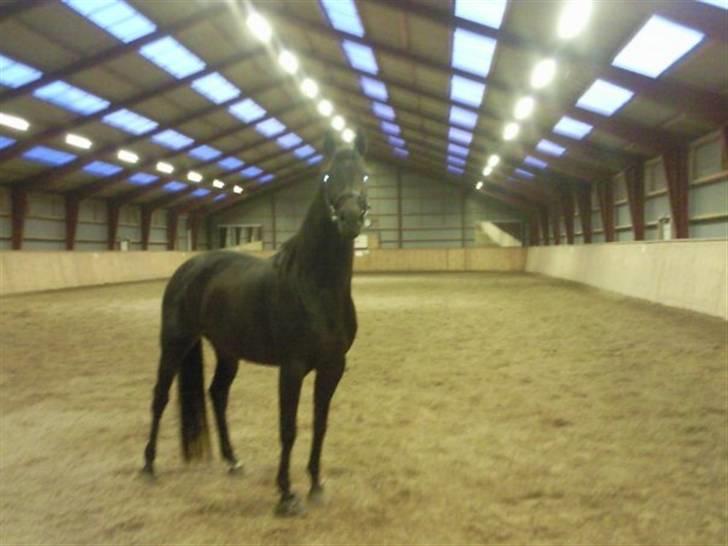 Dansk Varmblod kahlua ( R.I.P ) billede 16