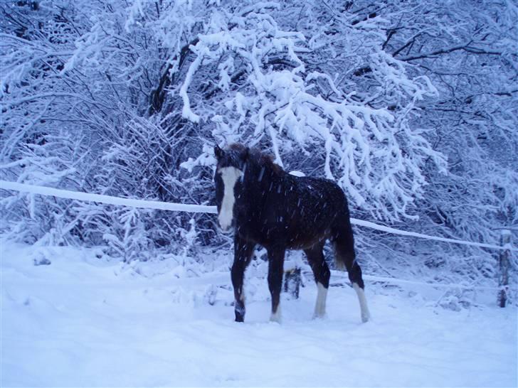 New Forest Chio Chaman billede 12