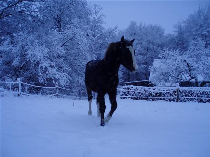 New Forest Chio Chaman billede 13