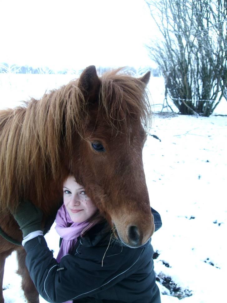 Kaspisk hest Kesari Spring - *09 - Vores julekort xD billede 9