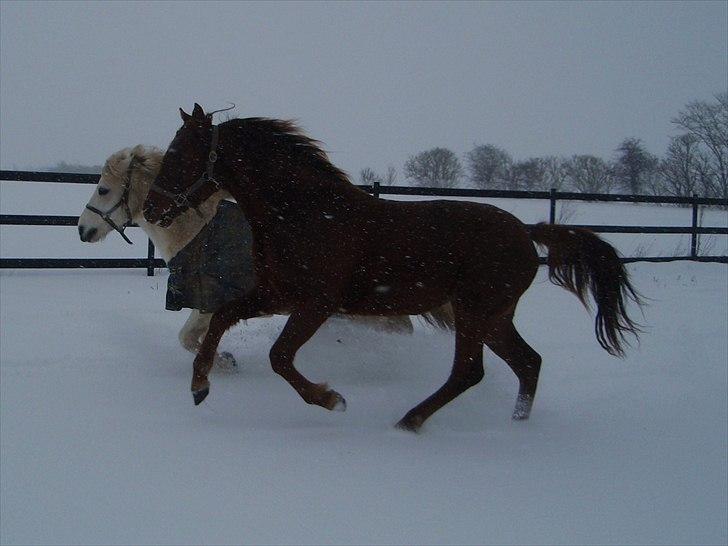 Anden særlig race DK Bjørnholts Allstar Søs<3 R.I.P - 17) Uha da en smuk galop hest!! <3 Taget af mig...  billede 17