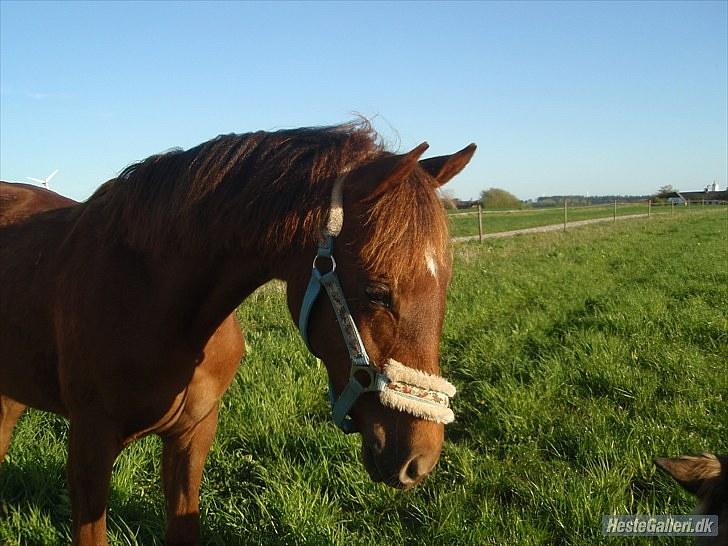 Anden særlig race DK Bjørnholts Allstar Søs<3 R.I.P - 19) Wauw ikke? <3 Taget af mor! :)) billede 19