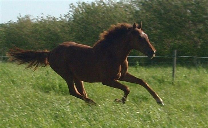 Anden særlig race DK Bjørnholts Allstar Søs<3 R.I.P - 20) Søsser i fuld galop! :D Lille mustang billed´? :D Taget af mig billede 20