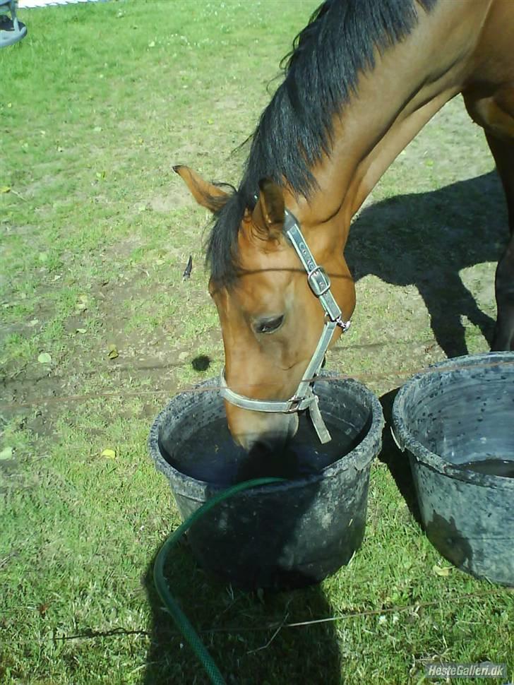 Hollandsk Varmblod Rajevo billede 8