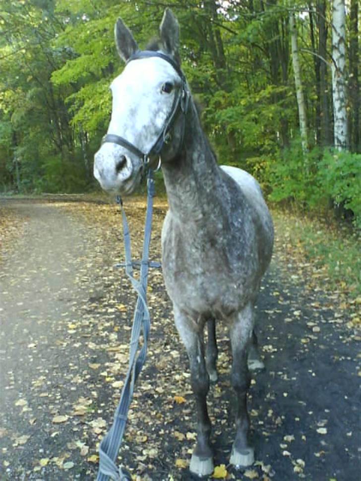 Knabstrupper Fresh Prince  - Vores lille skovtur! Elsker dig minegen<3 Foto: Mig billede 10