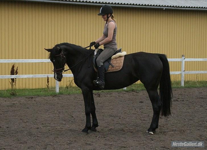 Anden særlig race Casey billede 6