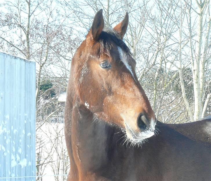 Anden særlig race Stensgårdens Mistral Solg billede 1