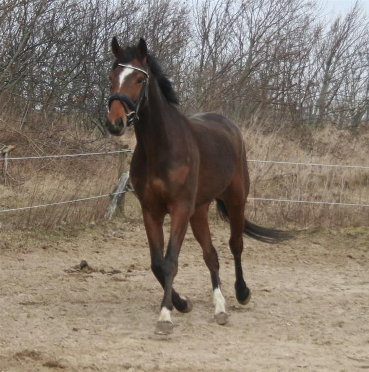 Anden særlig race Stensgårdens Mistral Solg - NYT d. 27 marts billede 2