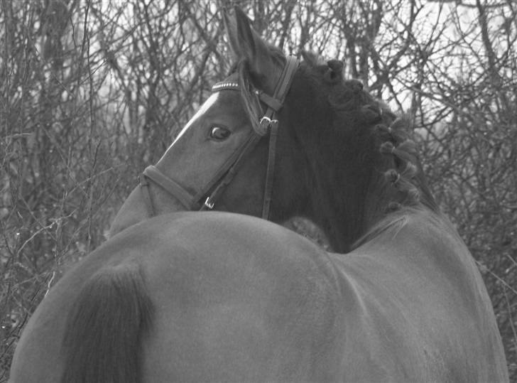 Anden særlig race Stensgårdens Mistral Solg billede 3