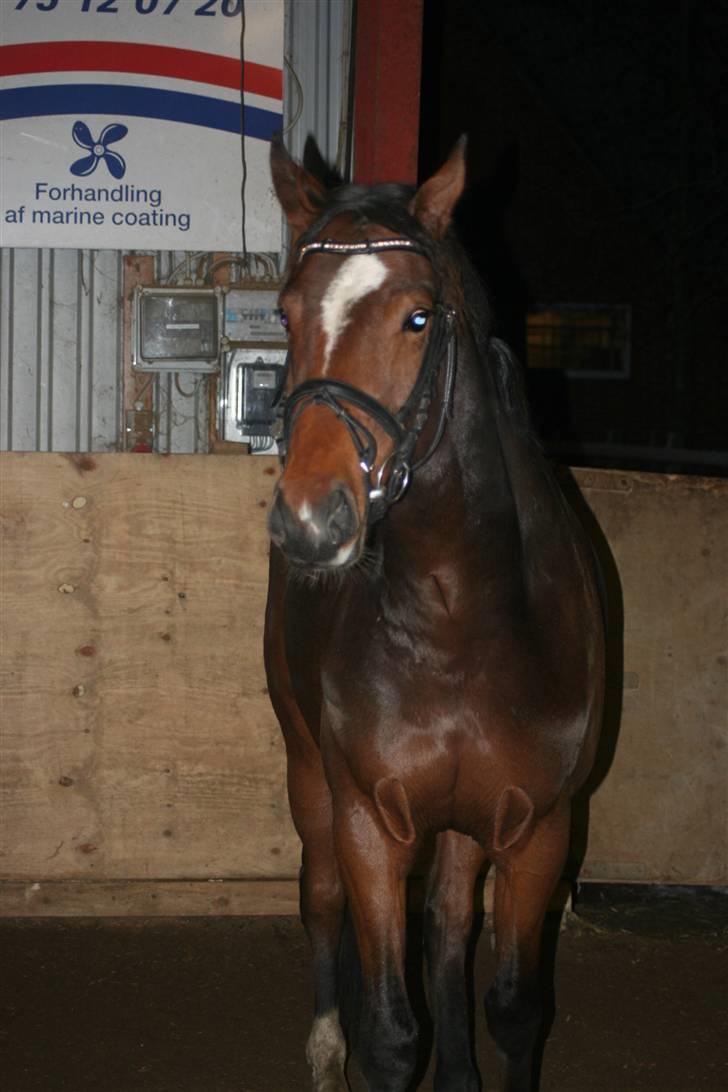 Anden særlig race Stensgårdens Mistral Solg billede 4