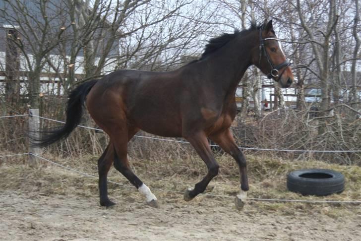 Anden særlig race Stensgårdens Mistral Solg - NYT d. 27 marts billede 5