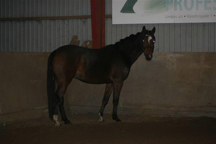 Anden særlig race Stensgårdens Mistral Solg - 16 december, dagen efter jeg fik ham :o) billede 6