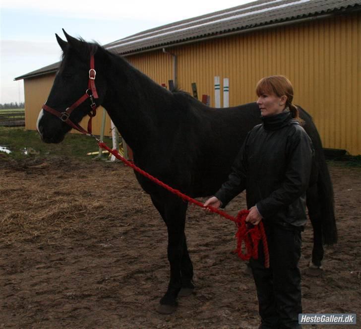 Anden særlig race Casey billede 8