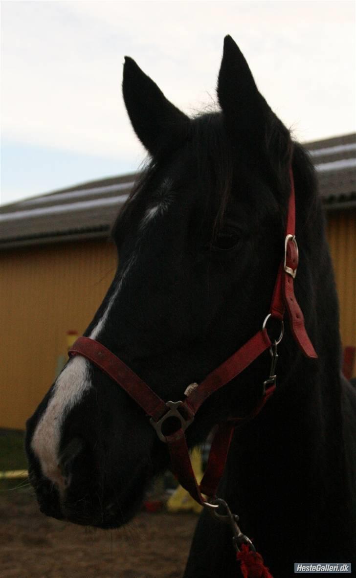 Anden særlig race Casey billede 9