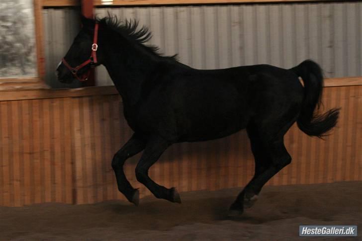 Anden særlig race Casey billede 11