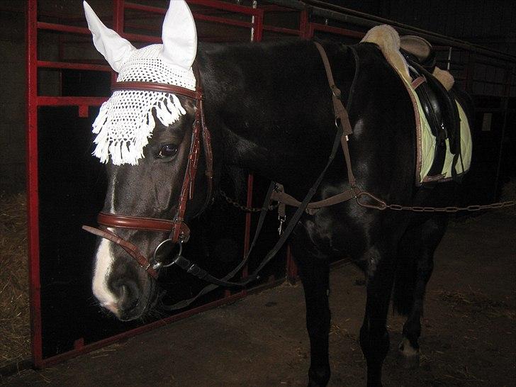 Anden særlig race Casey billede 13