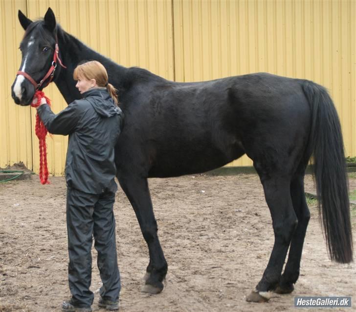 Anden særlig race Casey billede 15