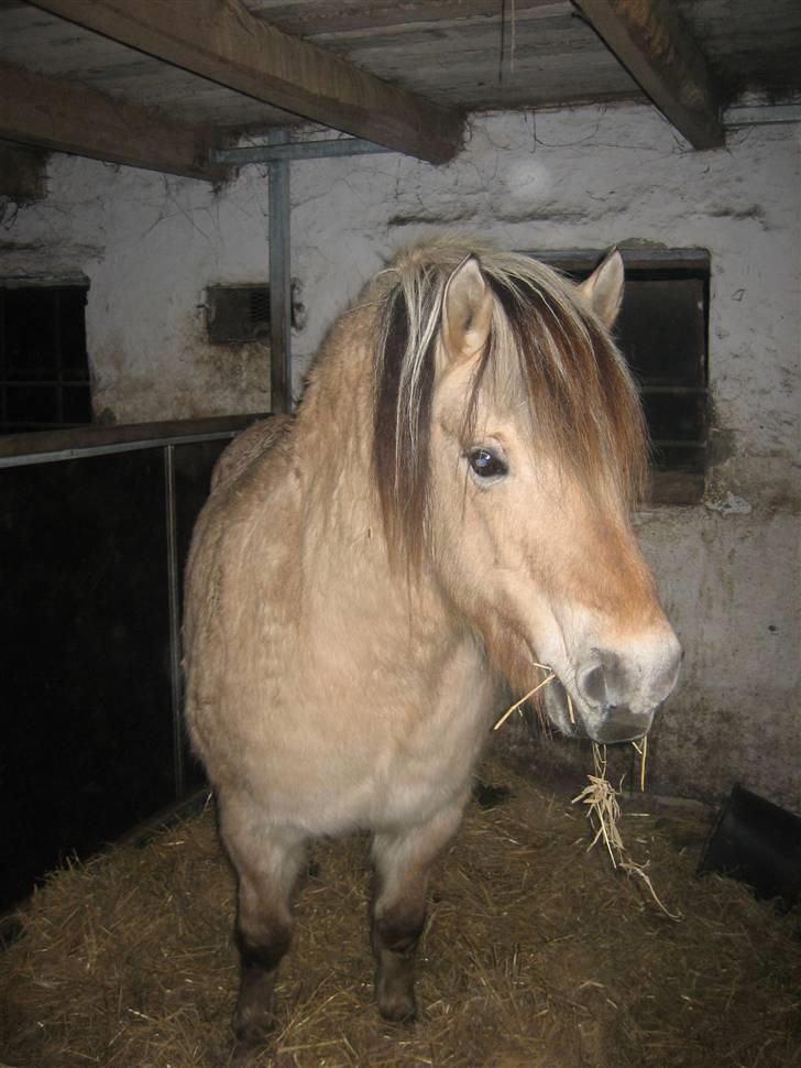 Fjordhest Laura R.I.P  billede 1