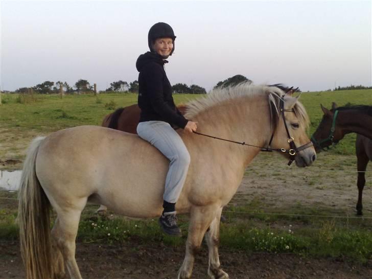 Fjordhest Laura R.I.P  billede 2