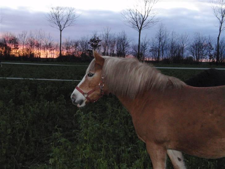 Haflinger Vicki  - I flot efterår 09 billede 1