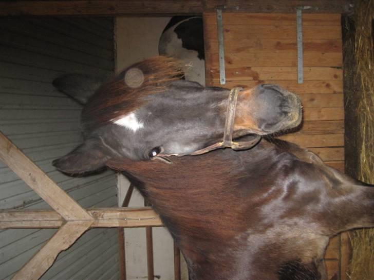 Koldblodstraver Don Dominik - *solgt* - fine hest billede 7