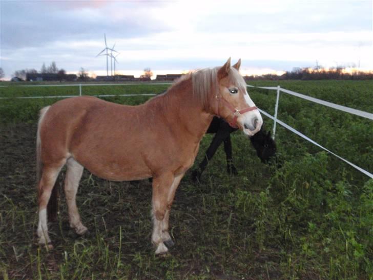 Haflinger Vicki  - En bil stoppede! :O billede 3