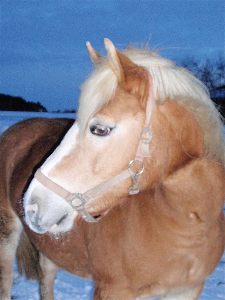 Haflinger Vicki  - Sidste novemberdag 2010 billede 4