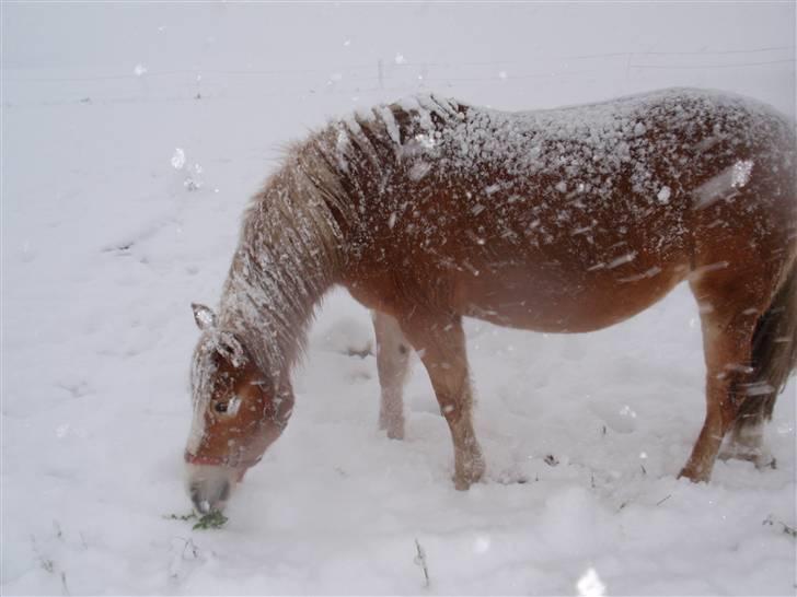 Haflinger Vicki  - Snedronningen :D billede 6