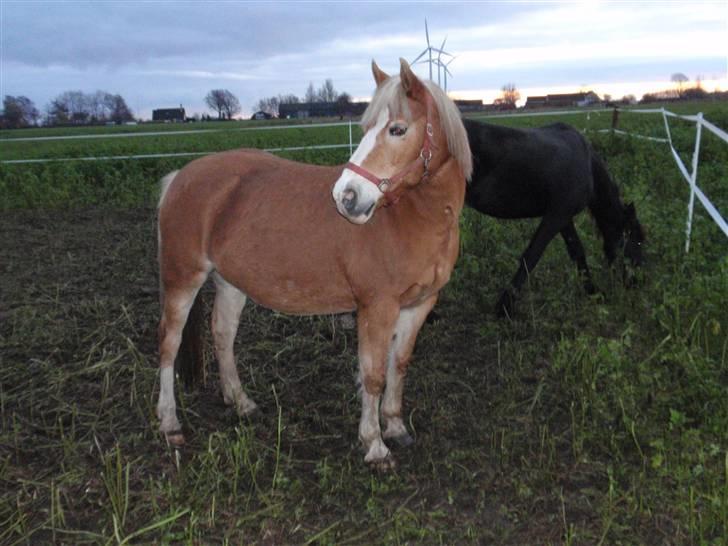 Haflinger Vicki  - Så fin hun er <3 billede 7