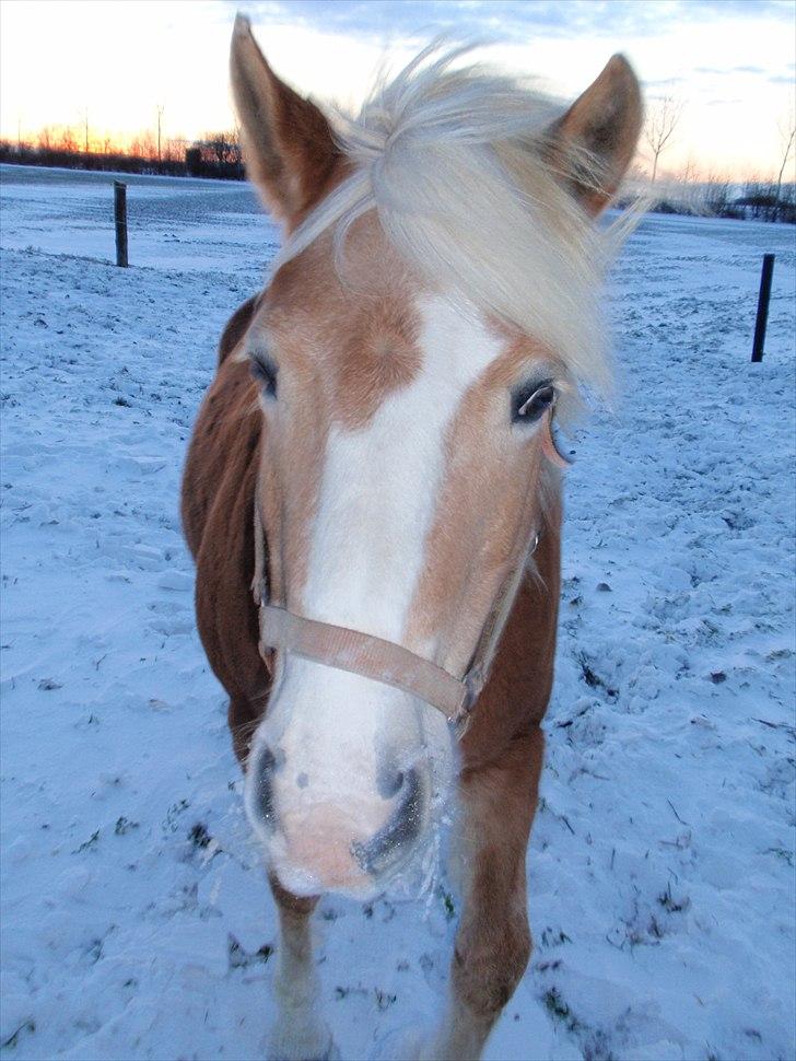 Haflinger Vicki  - November 2010 billede 10