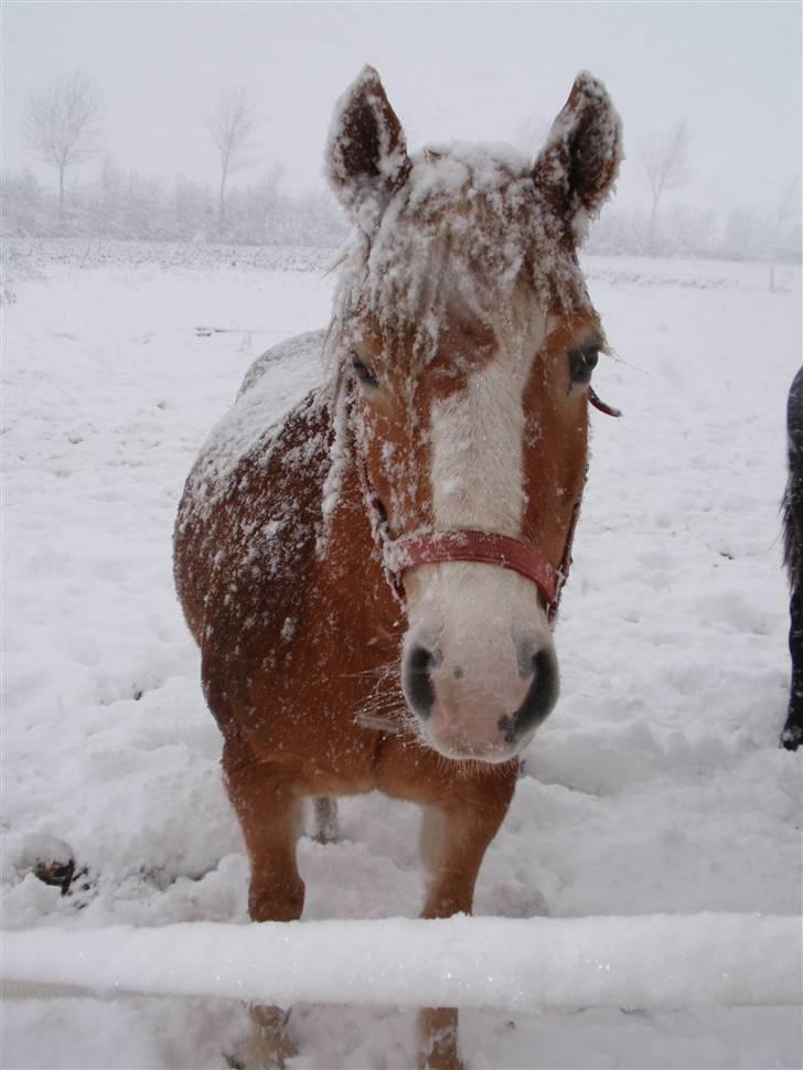 Haflinger Vicki  - Så fin er man i sneen..  billede 11