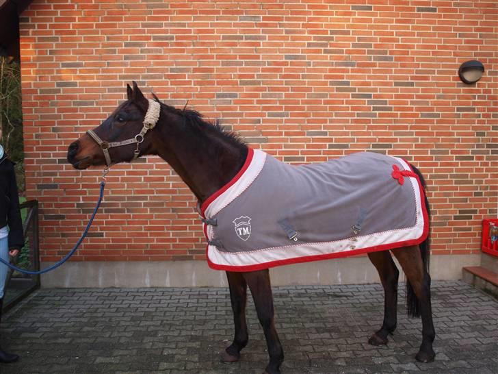 Anden særlig race Wonder SOLGT!d13.12.2009 - Sidste dag med Wonder. JEG SAVNER DIG! :´/ billede 19