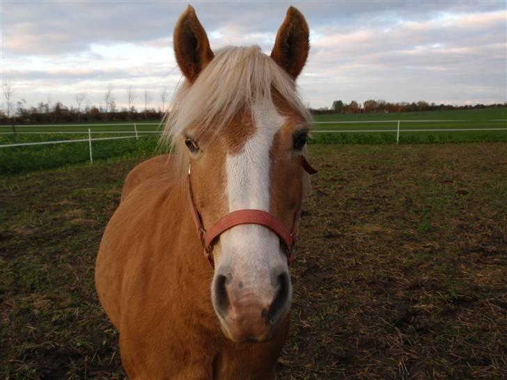 Haflinger Vicki  - Mad i sigte?!  billede 12