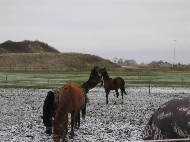 DSP Moonjam´s Midnight Dancer billede 12