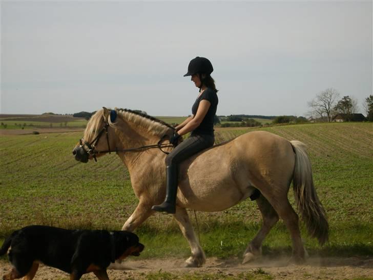 Fjordhest Jokum billede 8