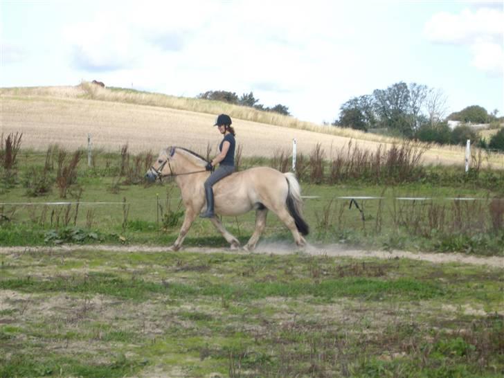 Fjordhest Jokum billede 9