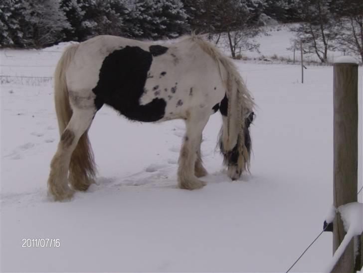 Irish Cob Bakkegårdens Shakira - D. 17/12-09 billede 16