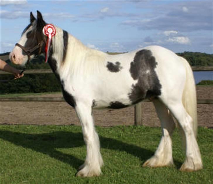 Irish Cob Bakkegårdens Shakira - afkom 2007, Bakkegårdens Sheik (Sheiken) ejer: Lene Wollesen billede 17