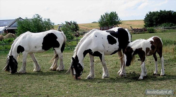 Irish Cob Bakkegårdens Shakira - Shakira med søn og bedste veninde billede 18
