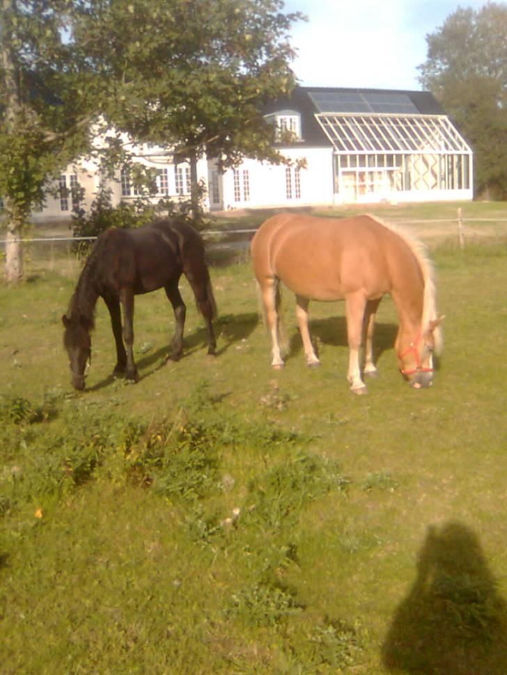 Haflinger Vicki  billede 13