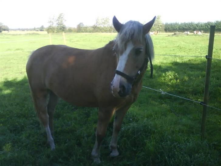 Haflinger Vicki  - Det billede som fik hende solgt :D billede 14