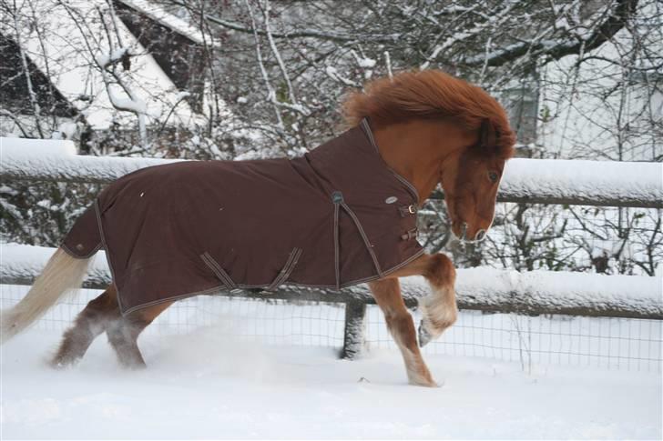 Islænder Sævar från Musö - 13} i sneen <3 [Thea Jørgensen / Mig] billede 11