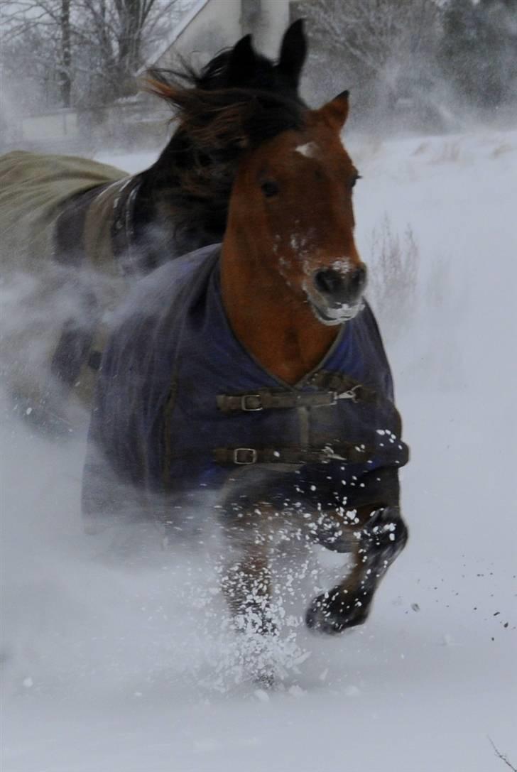 Anden særlig race Paya billede 20