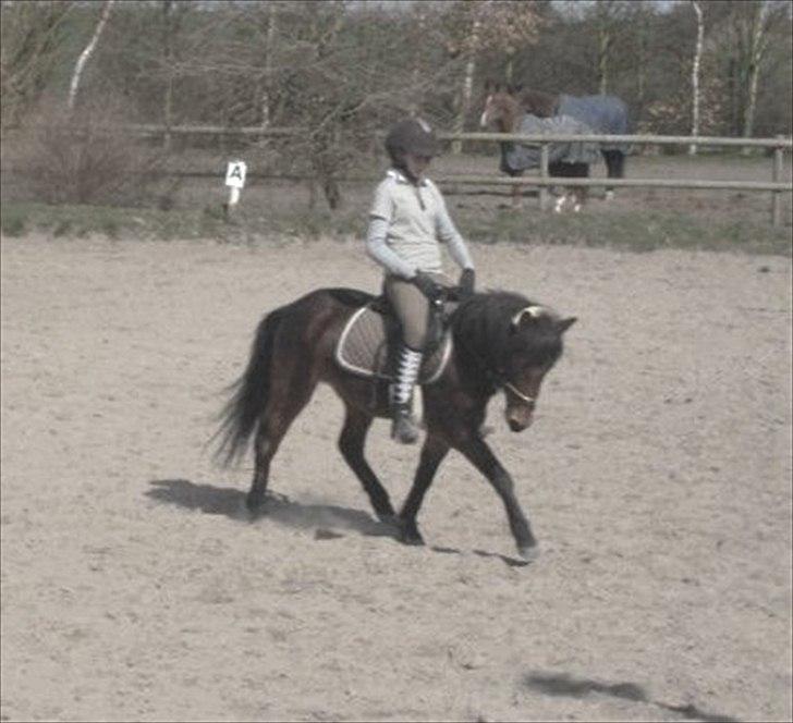 Anden særlig race Sir Arthur - Forår 2009 billede 9