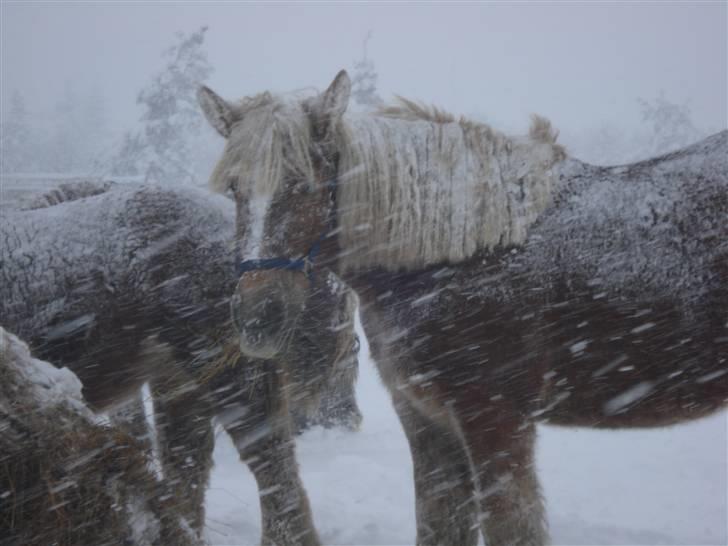 Jyde Kira Af Aggersgård RIP - sne og atter sne billede 7