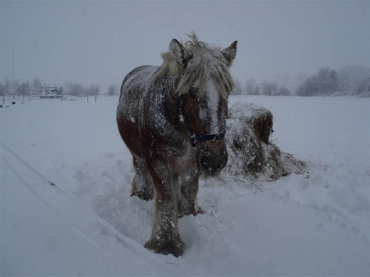 Jyde Kira Af Aggersgård RIP - sne er ikke godt spise-vejr billede 8