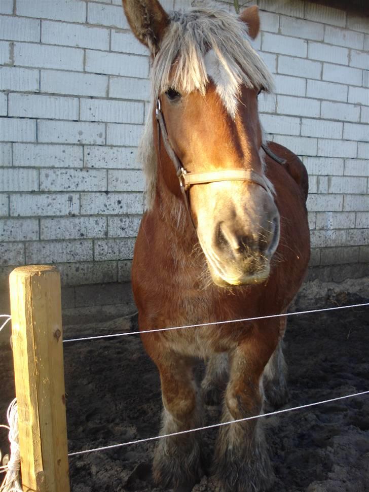 Jyde Kira Af Aggersgård RIP - mit  korte pandehår....  billede 9